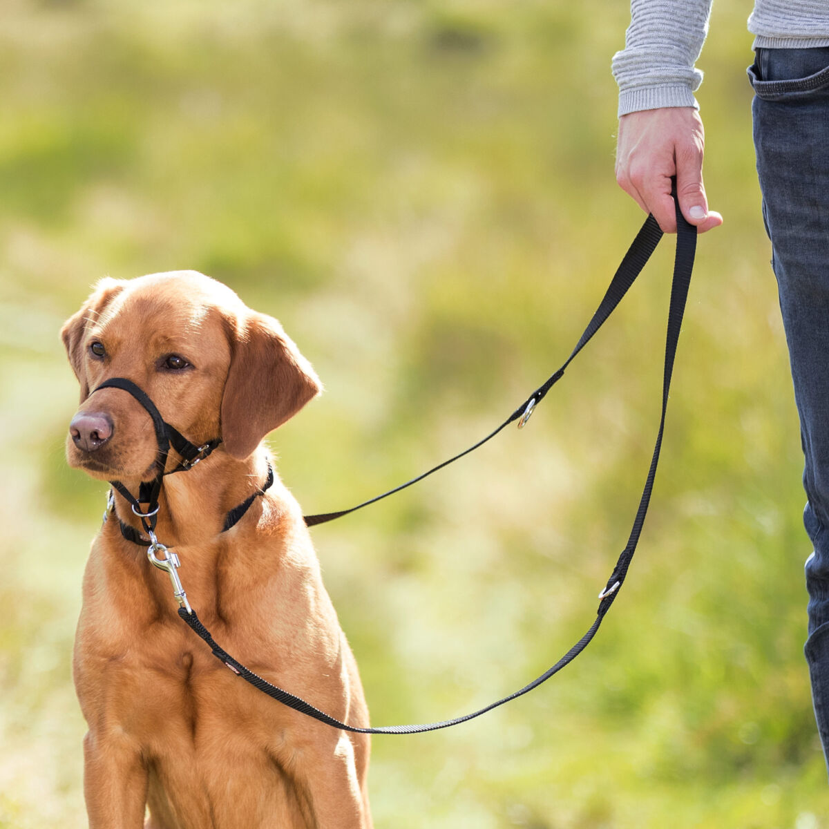 hø åbenbaring Dusør TRIXIE Top Trainer Training Harness, Dog Training