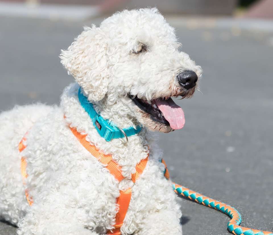 Hundeloop Haustierbedarf Hunde Kleidung & Accessories Accessories Trixie Accessories 